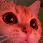 softcloudticklesniffles profile photo